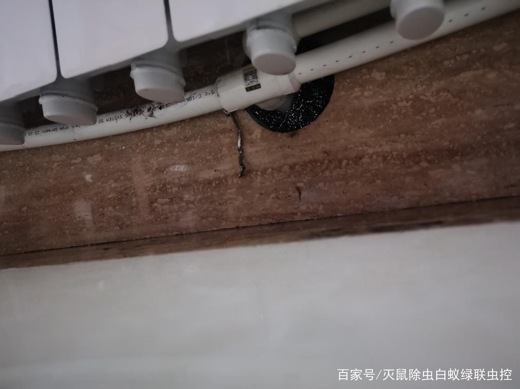 灭鼠防虫,人人有责